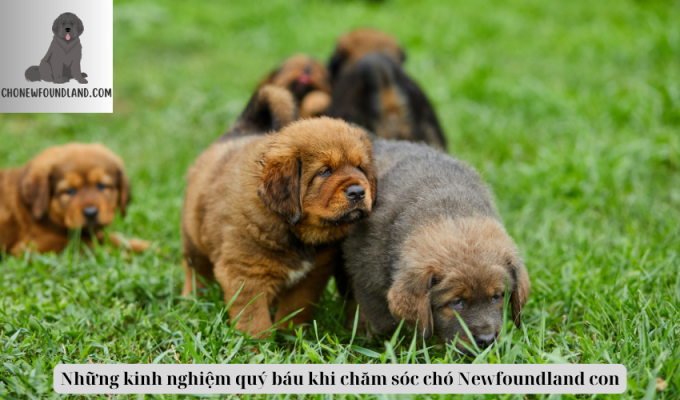 Những kinh nghiệm quý báu khi chăm sóc chó Newfoundland con