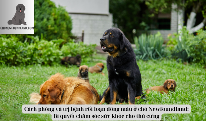 Cách phòng và trị bệnh rối loạn đông máu ở chó Newfoundland: Bí quyết chăm sóc sức khỏe cho thú cưng