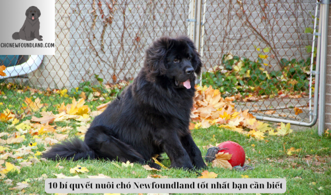 10 bí quyết nuôi chó Newfoundland tốt nhất bạn cần biết