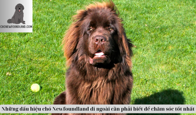 Những dấu hiệu chó Newfoundland đi ngoài cần phải biết để chăm sóc tốt nhất