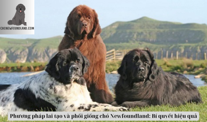 Phương pháp lai tạo và phối giống chó Newfoundland: Bí quyết hiệu quả