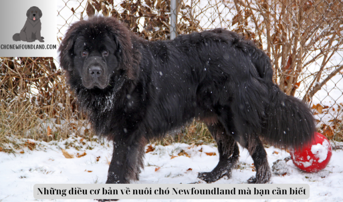 Những điều cơ bản về nuôi chó Newfoundland mà bạn cần biết