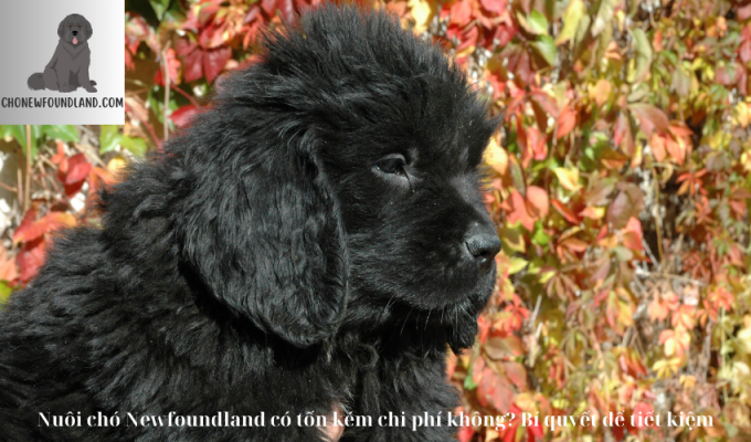 Nuôi chó Newfoundland có tốn kém chi phí không? Bí quyết để tiết kiệm