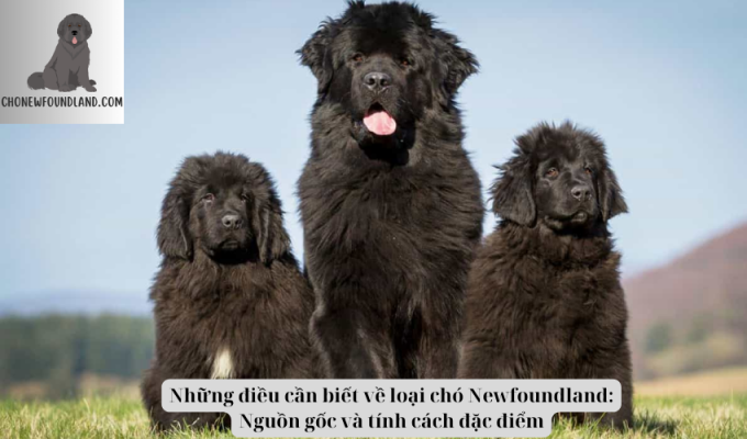 Những điều cần biết về loại chó Newfoundland: Nguồn gốc và tính cách đặc điểm