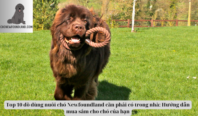 Top 10 đồ dùng nuôi chó Newfoundland cần phải có trong nhà: Hướng dẫn mua sắm cho chó của bạn