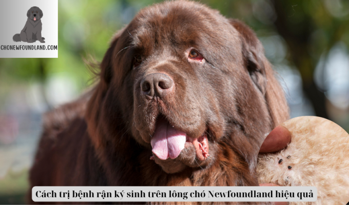 Cách trị bệnh rận ký sinh trên lông chó Newfoundland hiệu quả