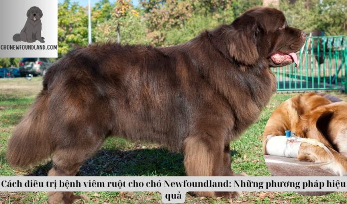 Cách điều trị bệnh viêm ruột cho chó Newfoundland: Những phương pháp hiệu quả