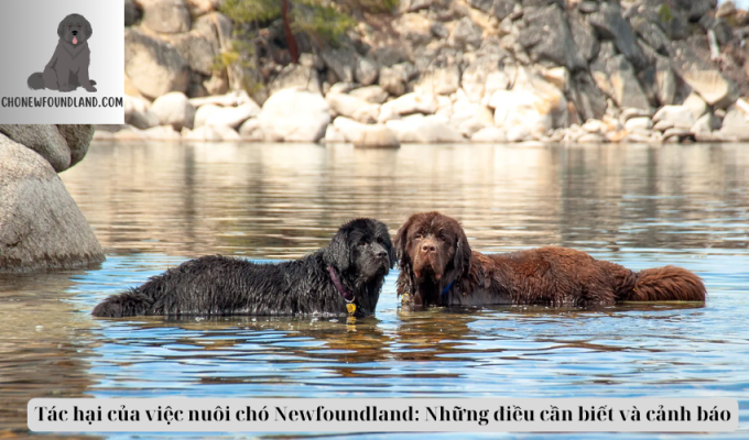 Tác hại của việc nuôi chó Newfoundland: Những điều cần biết và cảnh báo