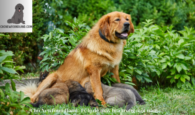 Chó Newfoundland: Tỷ lệ đẻ mấy lứa trong một năm