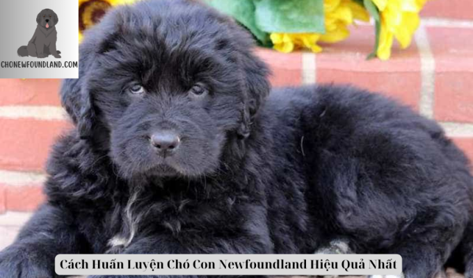 Cách Huấn Luyện Chó Con Newfoundland Hiệu Quả Nhất