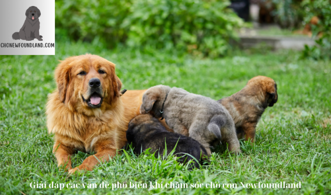 Giải đáp các vấn đề phổ biến khi chăm sóc chó con Newfoundland