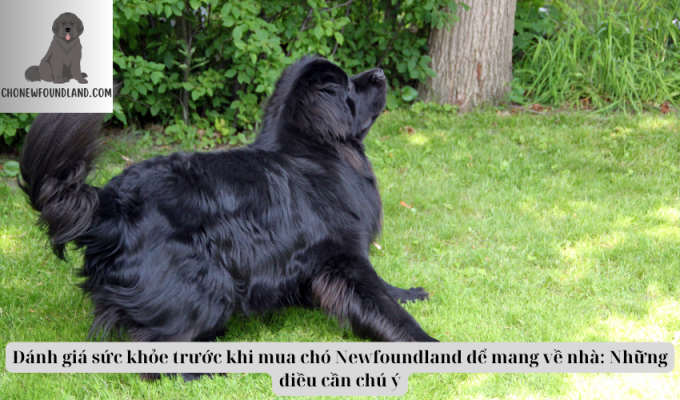 Đánh giá sức khỏe trước khi mua chó Newfoundland để mang về nhà: Những điều cần chú ý