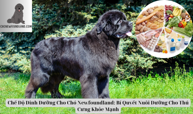 Chế Độ Dinh Dưỡng Cho Chó Newfoundland: Bí Quyết Nuôi Dưỡng Cho Thú Cưng Khỏe Mạnh