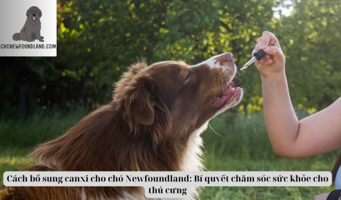 Cách bổ sung canxi cho chó Newfoundland: Bí quyết chăm sóc sức khỏe cho thú cưng