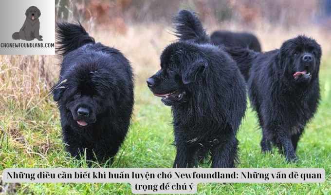 Những điều cần biết khi huấn luyện chó Newfoundland: Những vấn đề quan trọng để chú ý