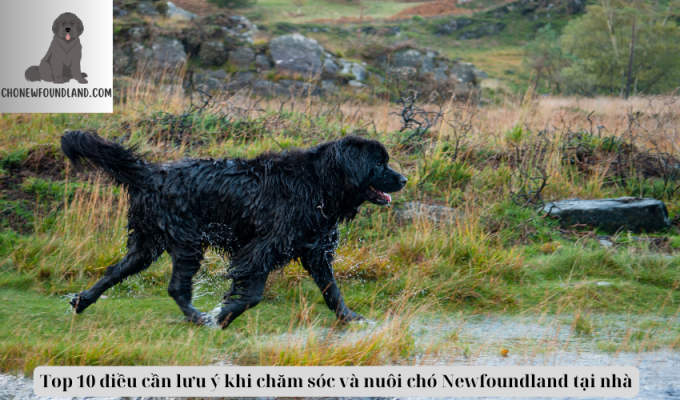 Top 10 điều cần lưu ý khi chăm sóc và nuôi chó Newfoundland tại nhà