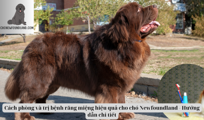 Cách phòng và trị bệnh răng miệng hiệu quả cho chó Newfoundland - Hướng dẫn chi tiết