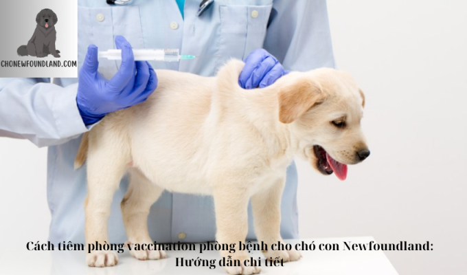 Cách tiêm phòng vaccination phòng bệnh cho chó con Newfoundland: Hướng dẫn chi tiết