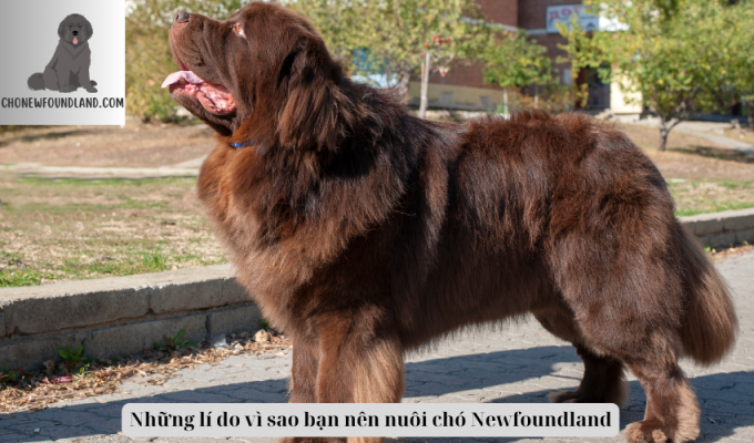 Những lí do vì sao bạn nên nuôi chó Newfoundland