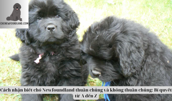 Cách nhận biết chó Newfoundland thuần chủng và không thuần chủng: Bí quyết từ A đến Z